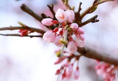 保山耕一カメラマン「奈良、時の雫」から学ぶ【桜】撮影の極意　その2