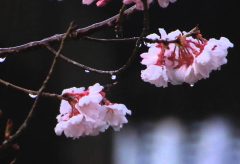 保山耕一カメラマン「奈良、時の雫」から学ぶ【桜】撮影　その3