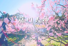 【Views】『藤川天神〜臥龍梅〜』3分23秒〜まるでワルツを踊っているようなカメラワークが印象的な春のスケッチ作品