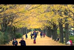 【Views】『RED/GREEN/YELLOW』3分41秒～東京多摩地区で広大な面積を誇る昭和記念公園。その色づき始めた季節を作者の感性で合成処理も交えて切り取っていく