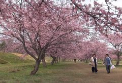 【Views】『安行寒桜』2分29秒～ゆったりとした雰囲気で満開の桜を憩う人々とともに捉えたスロー・スケッチ