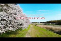 【Views】『CHERRY BLOSSOMS』28秒～カメラはスピード感溢れる動きでアップテンポで桜に迫っていく