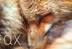 【Views】『FOX – Cinematic Animal Video』2分47秒～こんなにじっくりとキツネを見たことがあっただろうか･･カメラとの対話まで感じさせるネイチャームービー