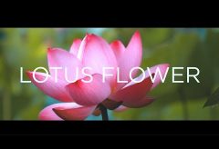 【Views】726『A CINEMATIC LOTUS FLOWE』2分16秒〜お昼までの短い命の蓮の花を様々な見せ方でスピーディーに描く