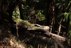 【Views】1049『ルリビタキの森』3分35秒〜南天の実がなる森の入り口から奥に進んでいくとそこは野鳥の住む世界だった