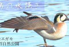 【Views】1102『鴨の水掻き』1分13秒〜鴨の姿を見ながら何を思う？