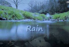 【Views】1106『Rain』2分7秒〜カエル目線で雨の日の情景を描く