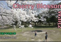 【Views】1108『Cherry Blossom Waltz』2分35秒〜ワルツの調べに乗せ満開の桜を愛でる