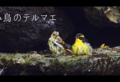 【Views】1376『小鳥のテルマエ』3分1秒