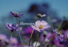 【Views】1437『Harmony, Cosmos』1分29秒