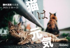 連載「映画の裏窓」の映画カメラマン 御木茂則さんの写真展「猫は元気」〜2月16日から21日まで