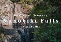 【Views】1478『Nunobiki Falls in Autumn -Beautiful Scenery-』3分10秒