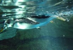【Views】1657『水の中のペンギン』1分36秒