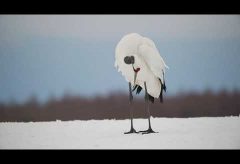 【Views】1663『タンチョウ求愛　春の日差しの中で Red-crowned crane courtship in the spring sunshine 2021』5分10秒