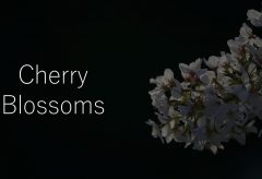【Views】1664『Cherry Blossoms』3分16秒
