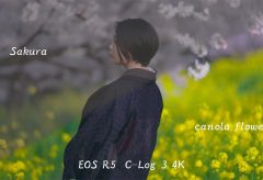 【Views】1666『Sakura and canola flower Cinematic Portrait 』3分7秒