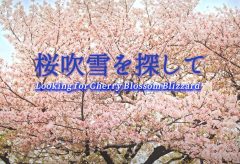 【Views】1672『桜吹雪を探して』1分52秒