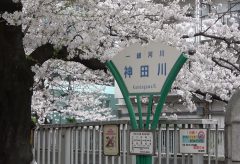 【Views】1716『神田川の桜』4分30秒