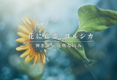 【Views】1870『花に亡霊 / ヨルシカ covered by 花咲なつみ』1分22秒