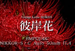 【Views】1871『彼岸花 / Vintage Lense BOKEH』1分32秒