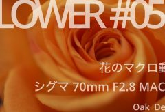 【Views】1886『flower #05』1分48秒