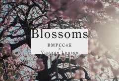 【Views】2101『Japanese Blossoms | BMPCC4K×梅』1分56秒