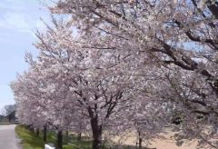 【Views】2128『桜』41秒