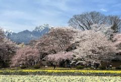 【Views】2137『花見散歩・山高神代桜』1分53秒