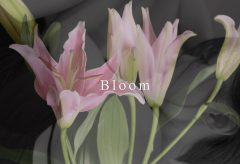 【Views】2144『Bloom』1分46秒