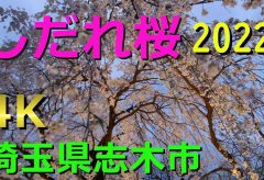 【Views】2181『しだれ桜』4分19秒