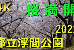 【Views】2182『桜咲く』3分3秒