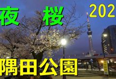 【Views】2183『夜桜』3分30秒