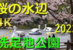 【Views】2186『桜の水辺』2分48秒