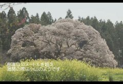 【Views】2208『吉高の大桜』2分24秒