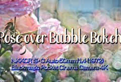 【Views】2210『Rose over Bubble Bokeh』1分24秒