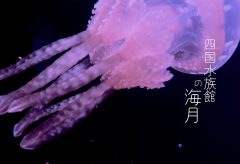 【Views】2290『四国水族館の海月-HDR-』2分20秒