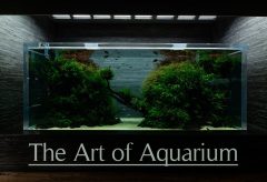 【Views】2316『The Art of Aquarium』5分31秒