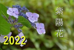 【Views】2342『紫陽花～雨の午後～』3分15秒