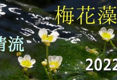【Views】2372『清流に咲く梅花藻【2022】都留市夏狩』2分57秒