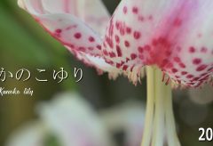 【Views】2403『かのこゆりが見ごろでした～鹿の子百合』2分37秒