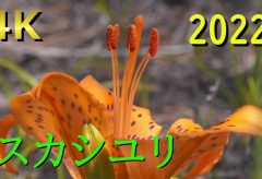 【Views】2737『スカシユリ～砂丘に咲く【2022】』2分30秒