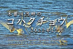 【Views】2432『木曽川河畔のコハクチョウ 2022年12月』2分21秒