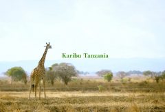 【Views】2435『Karibu Tanzania』1分28秒
