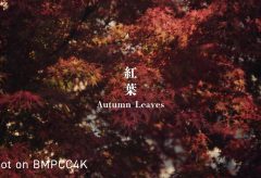 【Views】2445『Yokohama Autumn Leaves』2分7秒