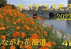 【Views】2447『キバナコスモス～オレンジ色の散歩道』3分14秒