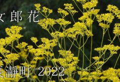 【Views】2449『女郎花～秋の七草オミナエシが見ごろ』3分39秒