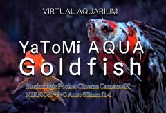 【Views】2467『YaToMi AQUA Goldfish / バーチャルアクアリウム』2分28秒