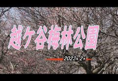【Views】2468『越ケ谷梅林公園2023年2月』2分21秒