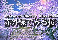 【Views】2515『赤外線でみる桜 / Infrared Cherry Blossoms』2分19秒