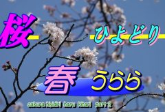 【Views】2519『桜ひよどり春うらら』2分